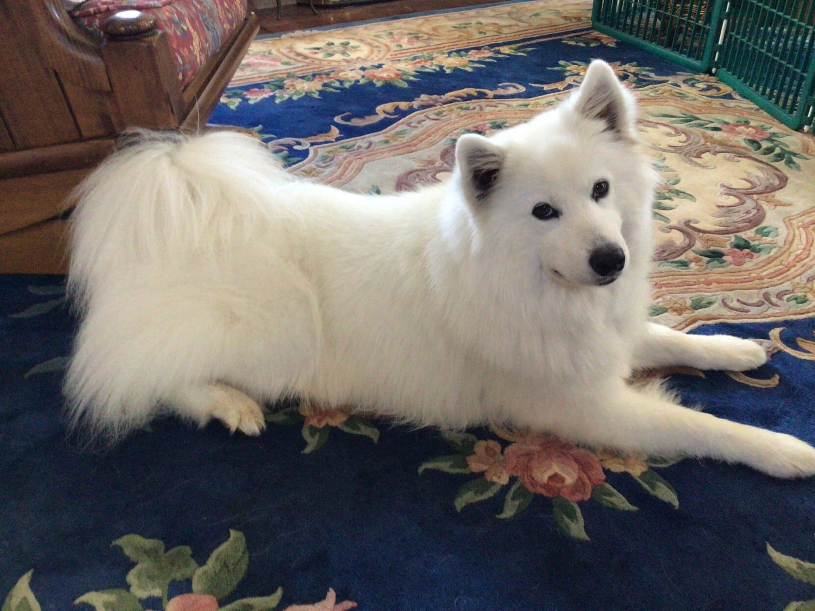 diamond ruth jones samoyed.jpg
